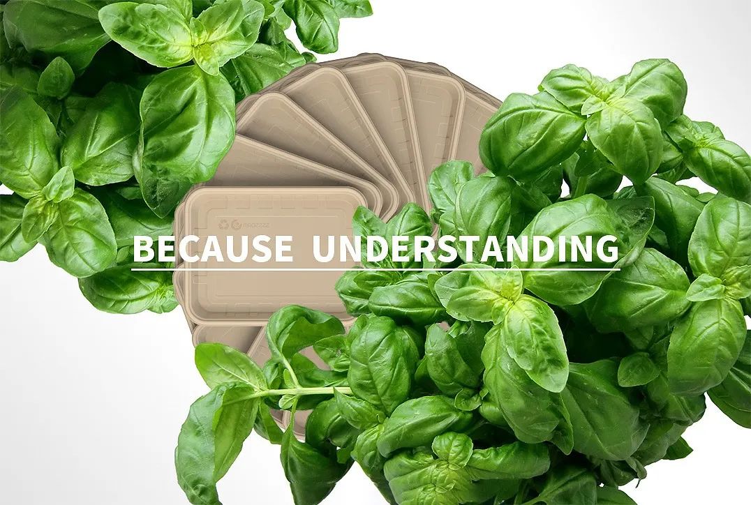 米色可降解餐盒呈扇形排列与罗勒叶装饰