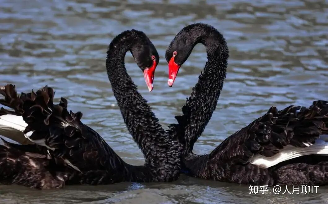 黑天鹅与归纳法缺陷