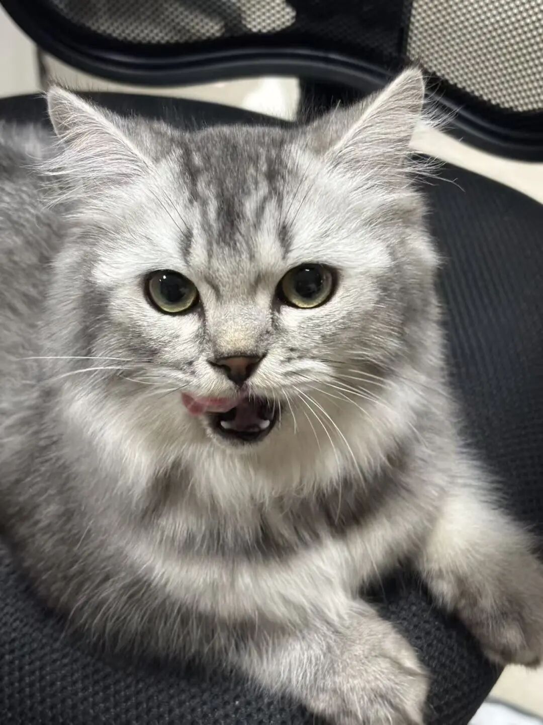 猫坐办公椅表情包