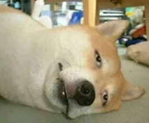 柴犬慵懒表情包