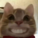 微笑的猫咪表情包