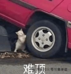 表情包：一只白色小猫蹲在倾斜的红色汽车左前轮旁，配文“难预”，上方小字“你别管我众要怪看茶位”，充满亚文化幽默感