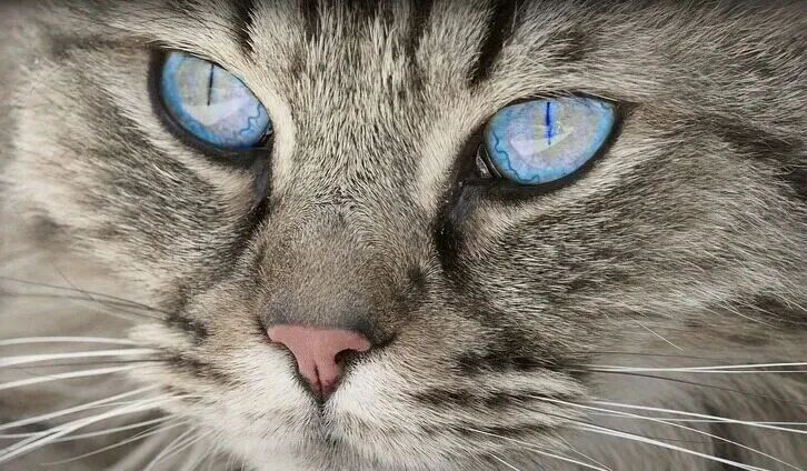 一只蓝眼睛的猫咪