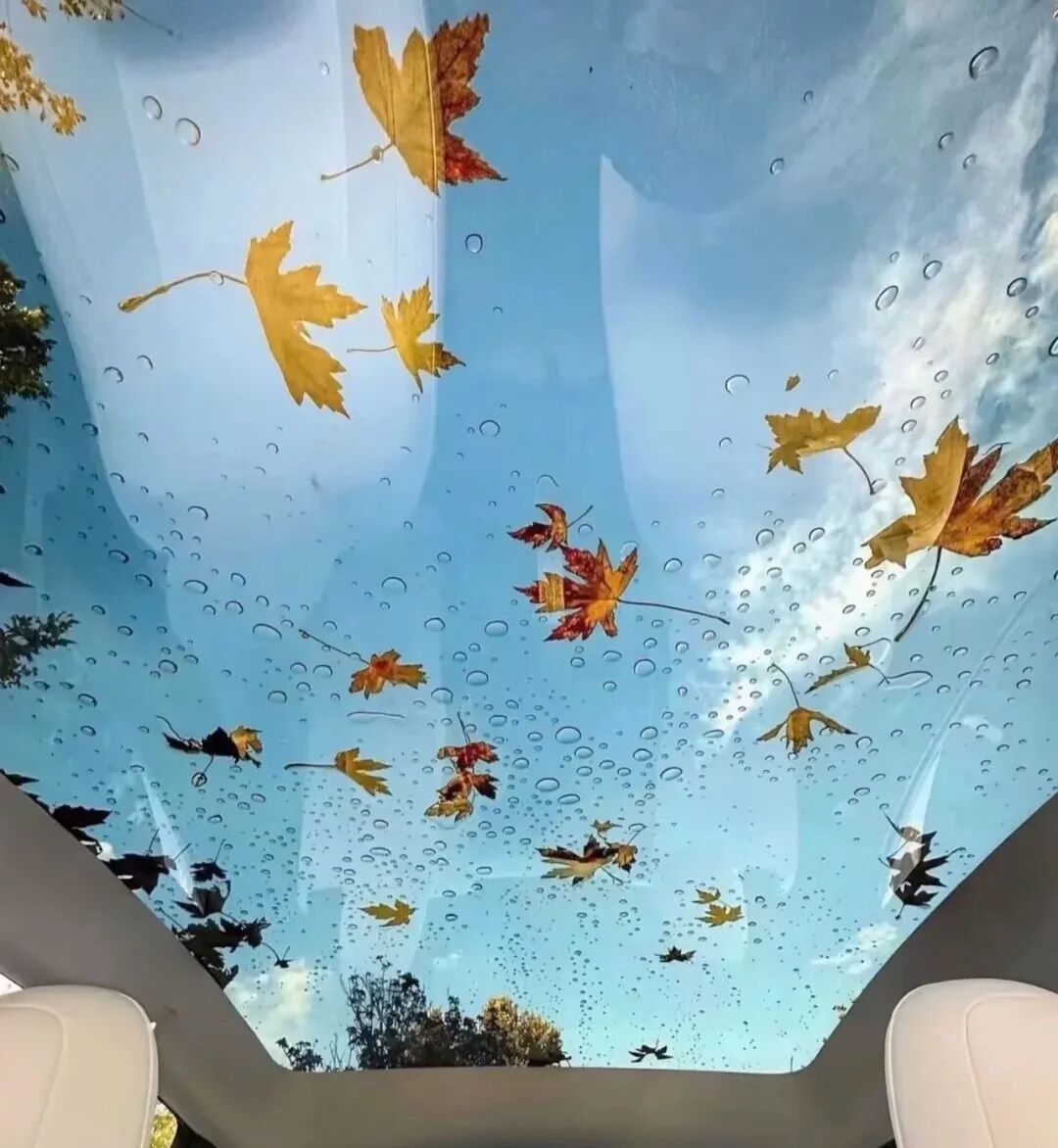 全景天幕车顶上的落叶与水珠