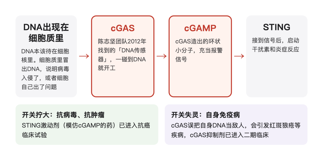 DNA-cGAS-cGAMP-STING免疫信号通路作用机制流程图