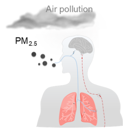 PM2.5颗粒进入人体及大脑示意图