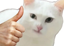 猫咪点赞表情包