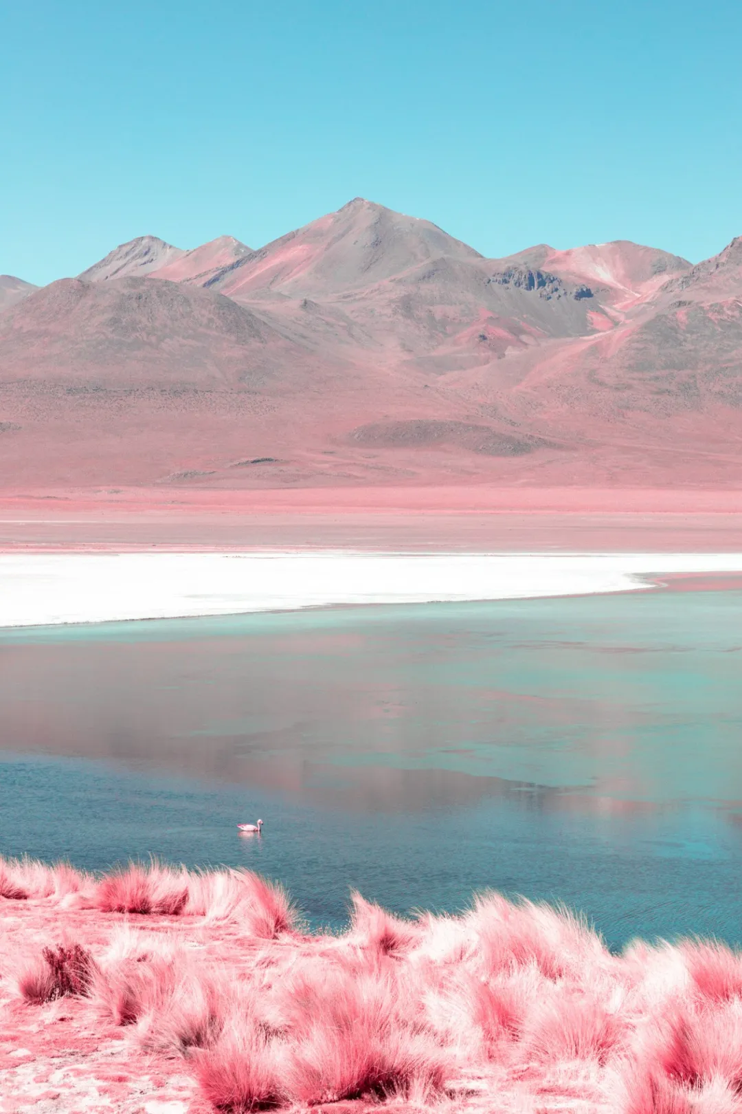 粉红色草丛与蓝绿色湖泊中的水鸟