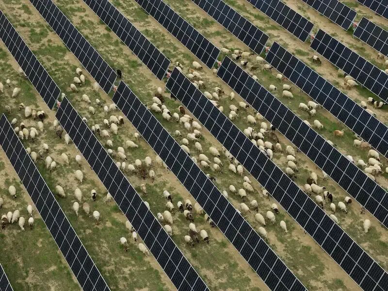 青海塔拉滩光伏电站与羊群