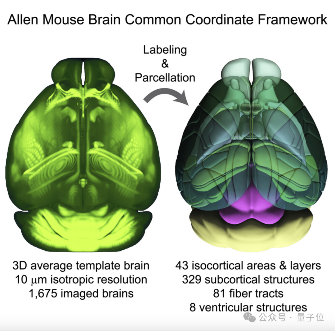 艾伦小鼠脑通用坐标框架