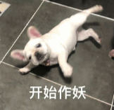 一只白色法国斗牛犬仰面躺地，表情呆萌，配文“开始作妖”