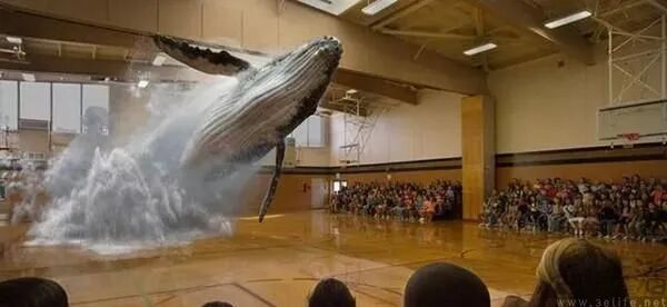 鲸鱼跃出体育馆水面的壮观场景,寓意爆发