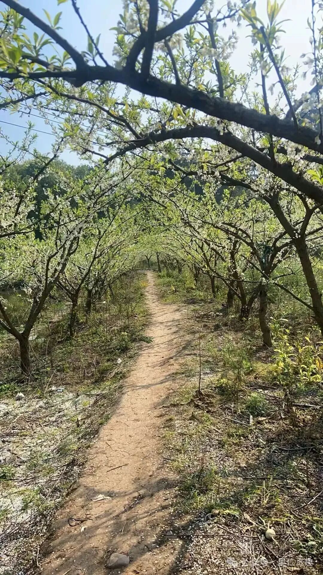 一条穿过开满白花树林的蜿蜒土路