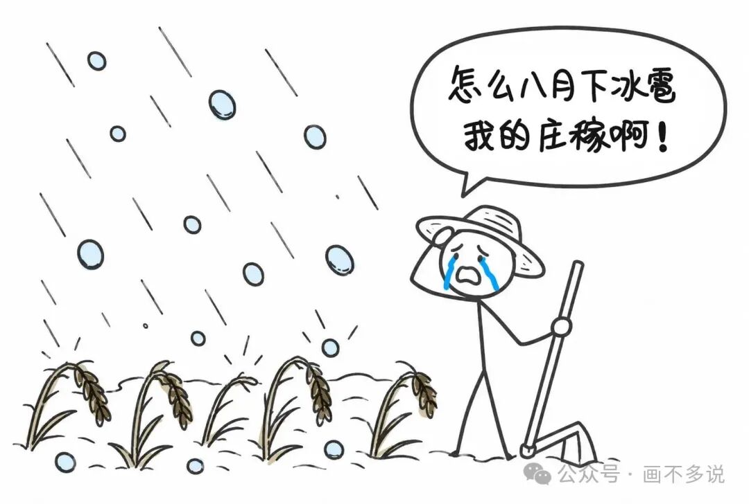 冰雹突袭稻田，农民无奈哭诉：怎么八月下冰雹我的庄稼啊！