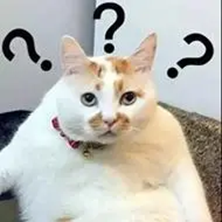 橘猫问号表情包