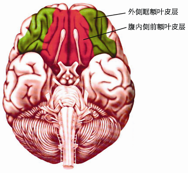 外侧眶额叶皮层和腹内侧前额叶皮层示意图