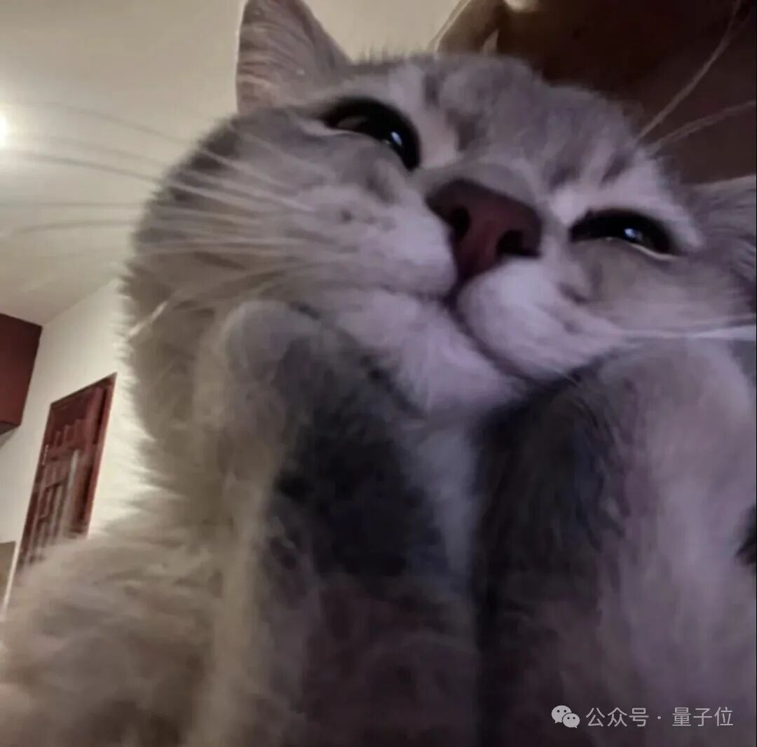 一只仰头慵懒的灰白长毛猫