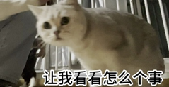 猫好奇
