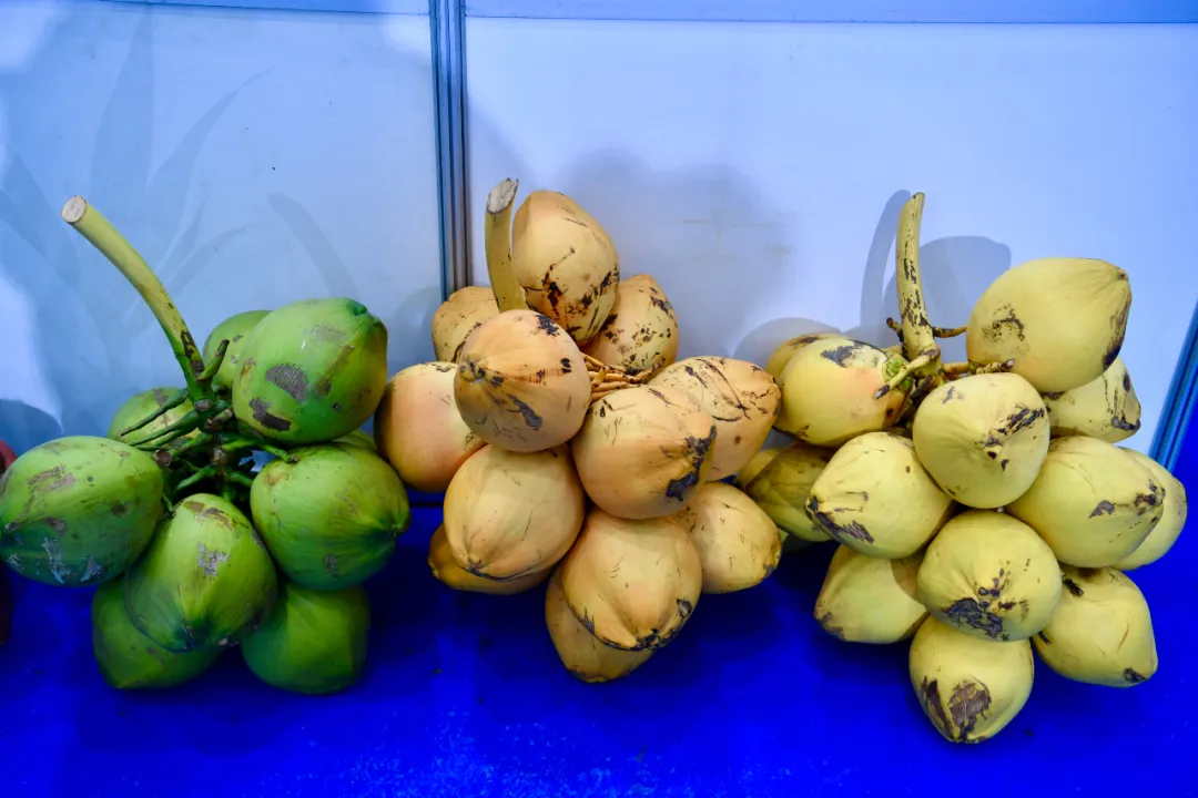 国际热带博览会上展示的椰子