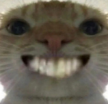 一张经过镜像处理的猫脸特写,表情夸张,表现输入法市场竞争的激烈