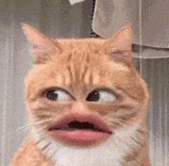 搞怪猫咪表情包