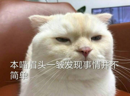 猫咪皱眉表情包