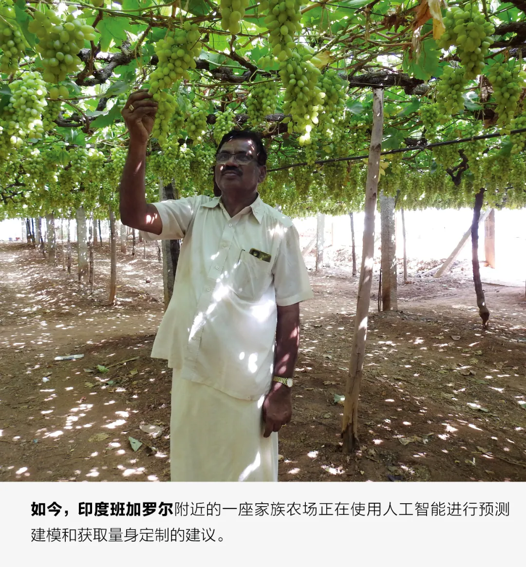 农民在葡萄园中使用人工智能辅助决策