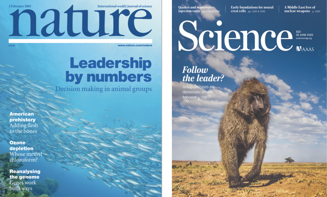 2005年《自然》与2015年《科学》杂志封面，均关注动物群体决策
