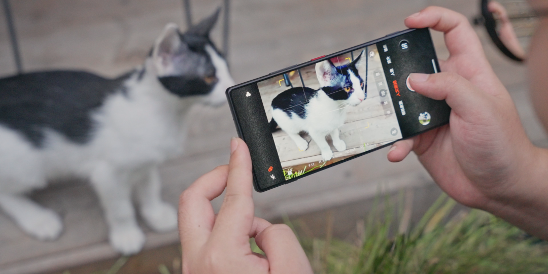 用手机拍摄猫咪的场景