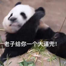 大熊猫侧躺在地，配文“老子子给你一个大逼兜！”