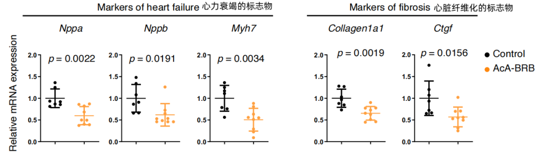 Mitorubin降低心衰与纤维化标志物表达
