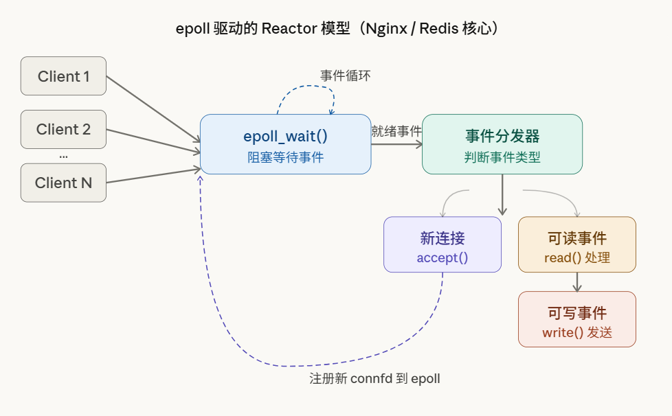 epoll 驱动的 Reactor 模型流程图（Nginx/Redis 核心）