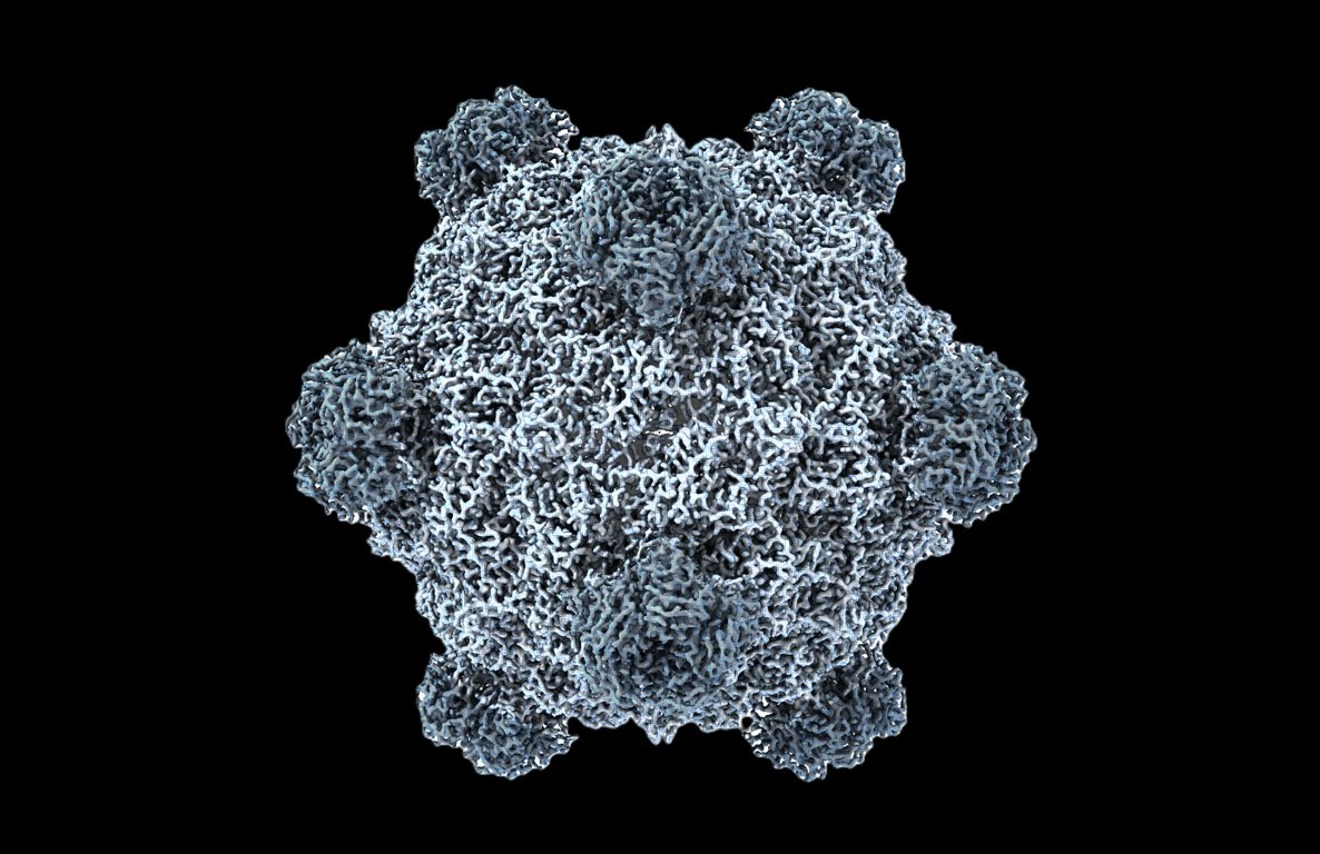 AI生成的噬菌体Evo-Φ36病毒颗粒三维结构