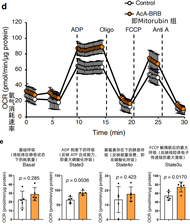 Mitorubin提升线粒体呼吸功能