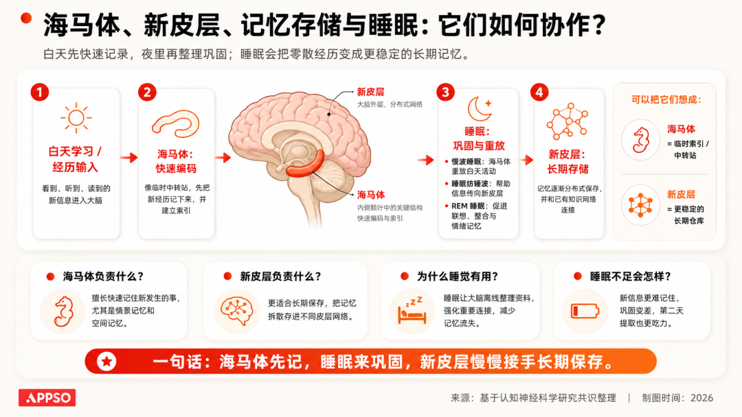 海马体与新皮层记忆存储与睡眠协作信息图