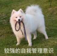 有较强自我管理意识的萨摩耶