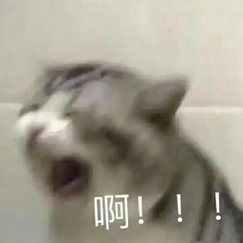一只惊叫的猫