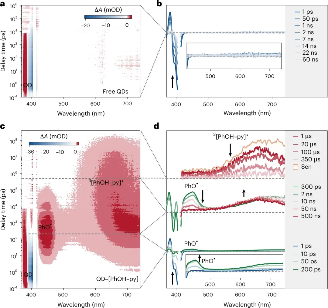 自由量子点及QD-[PhOH-py]复合物的瞬态吸收光谱热图与时间切片图