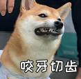 表情凶狠的柴犬，配文“咬牙切齿”