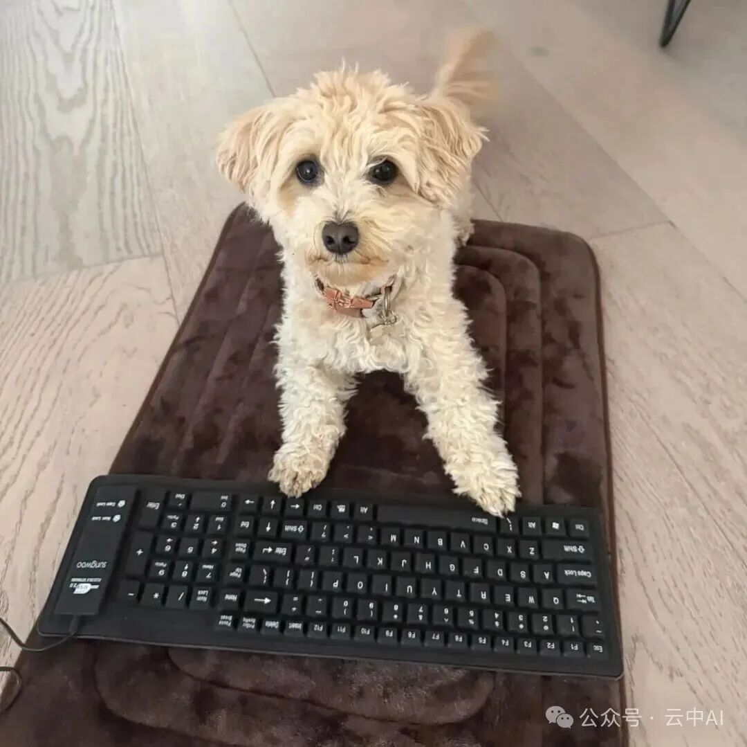 Momo将爪子搭在键盘上