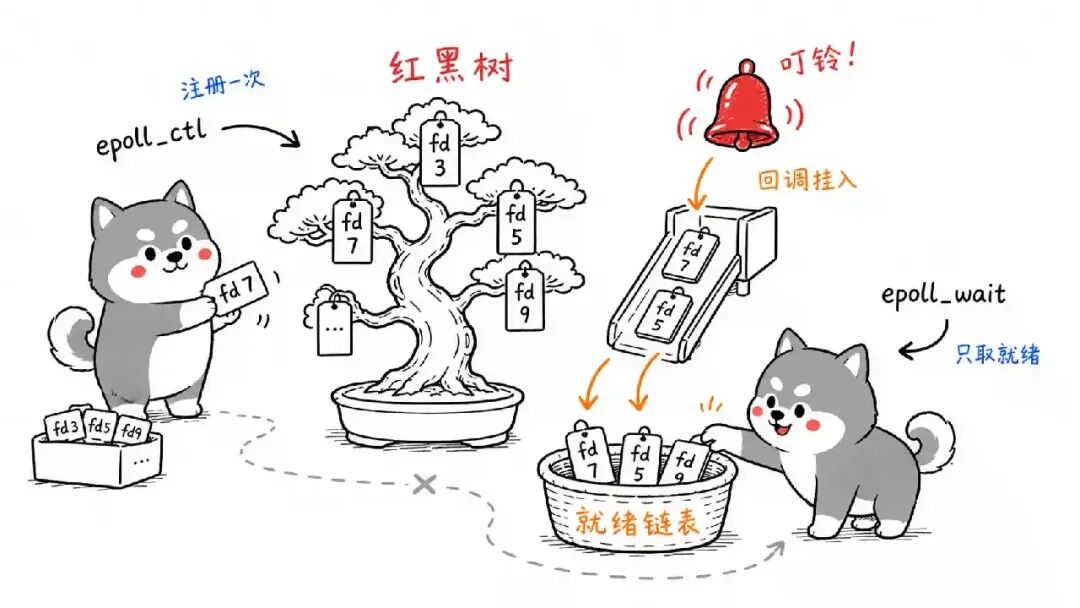 epoll 红黑树和就绪链表