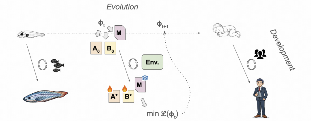 进化与发育双层优化框架示意图