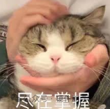 一只棕白相间的猫被双手温柔地捧着，表情安详，配文‘尽在掌握’，寓意对技术的掌控感