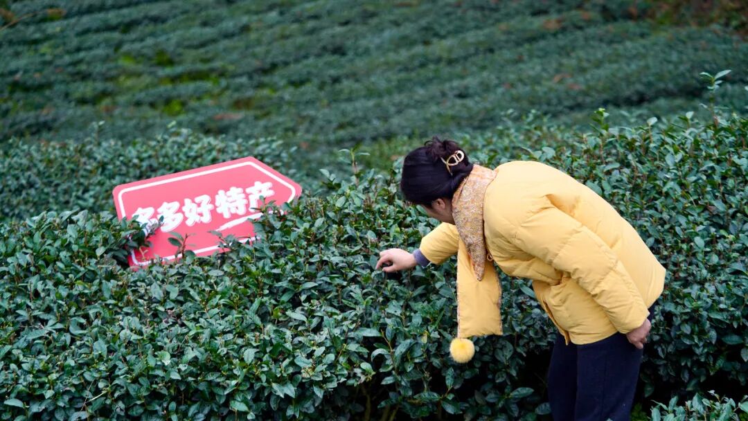 采茶女在茶园中展示多多好特产标牌