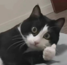 惊讶的奶牛猫表情包