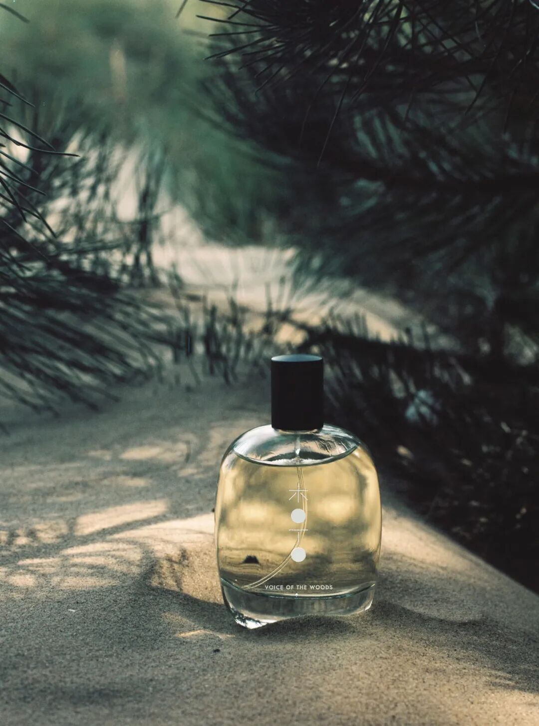 Koto香水置于松林沙地