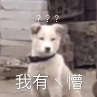 一脸懵的小狗表情包