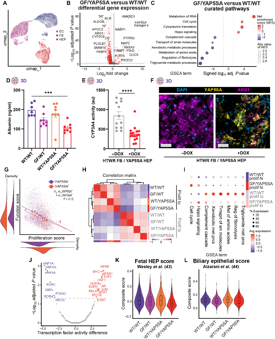 YAP/GF扩增的HEP保持分化细胞状态，功能与增殖权衡