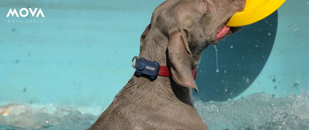 MOVA SureTrack Pro宠物智能项圈应用场景