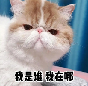 一只困惑的异国短毛猫，配文“我是谁 我在哪”